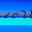 Divers by Sophie Dickens Divers by Sophie Dickens
