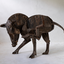 Wild Boar B by Sophie Dickens Wild Boar B by Sophie Dickens