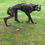 Wolf 5 by Sophie Dickens Wolf 5 by Sophie Dickens